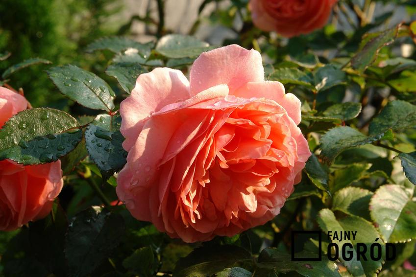 Róża wielkokwiatowa 'Duchess of Cornwall'