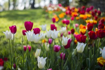 Tulipany - odmiany, sadzenie, pielęgnacja, uprawa w ogrodzie