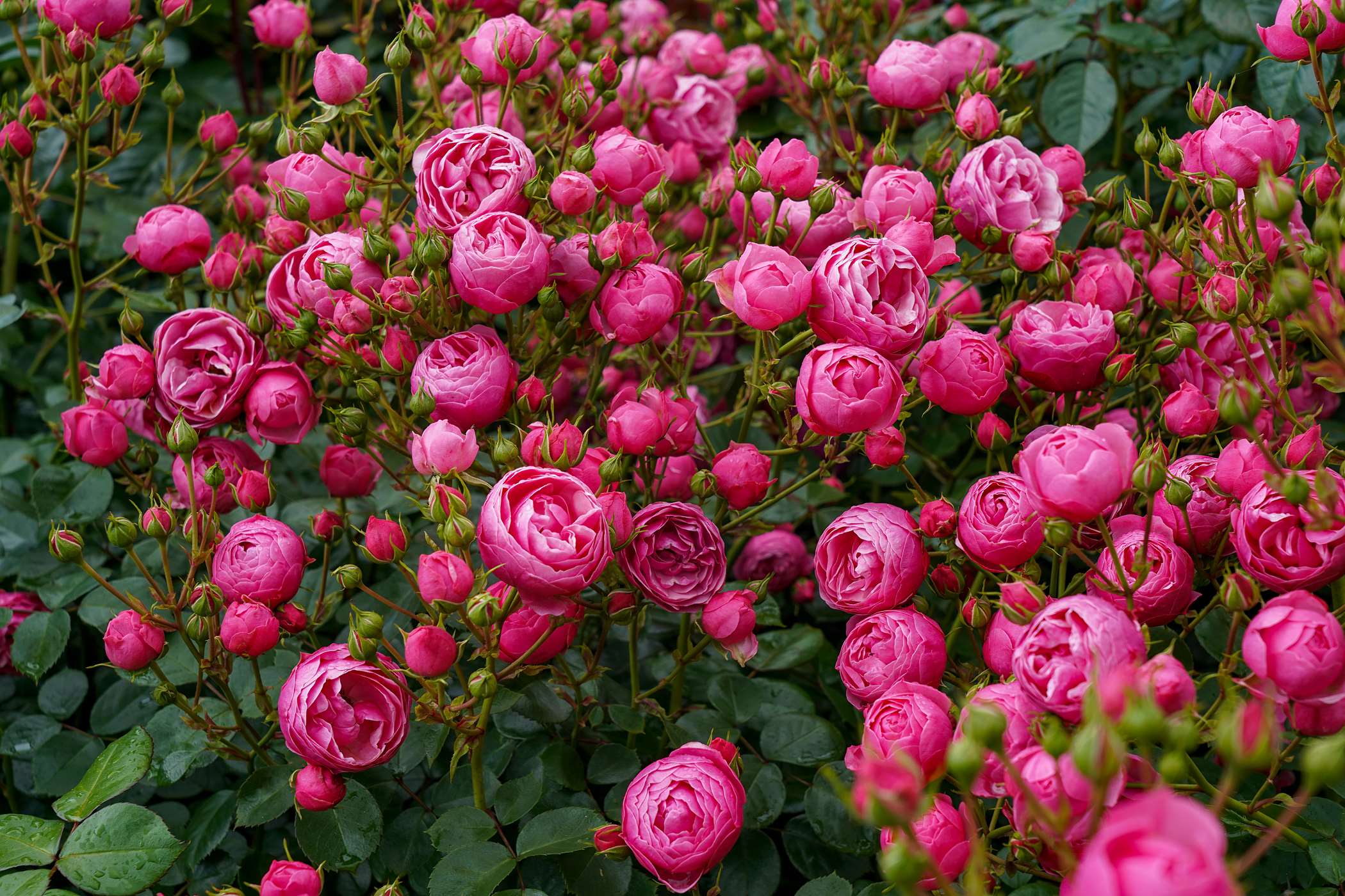 Zdjęcia róży 'pomponella' - 5 fotografii
