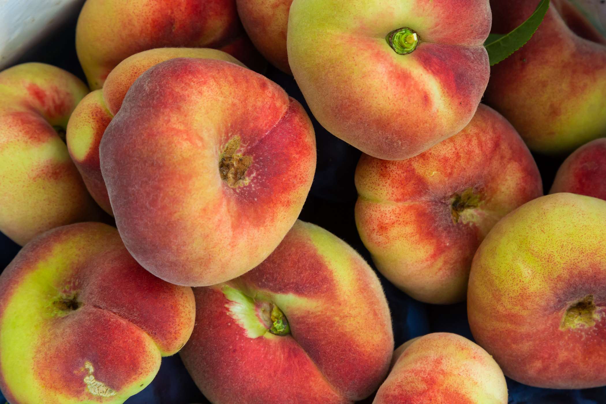 Brzoskwinia P askoowocowa Katalog Ro lin