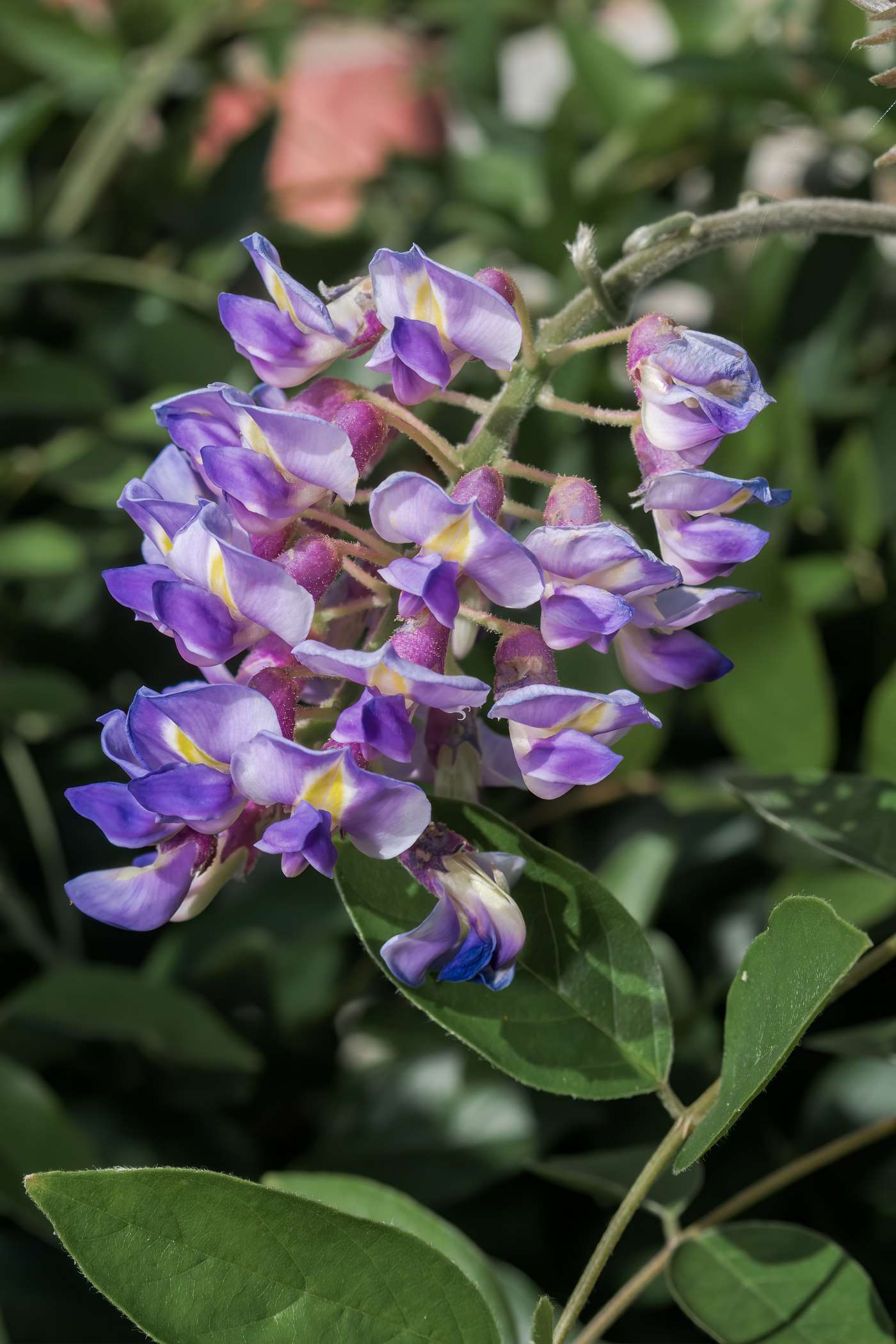Zdjęcia wisterii 'blue moon' - 5 fotografii