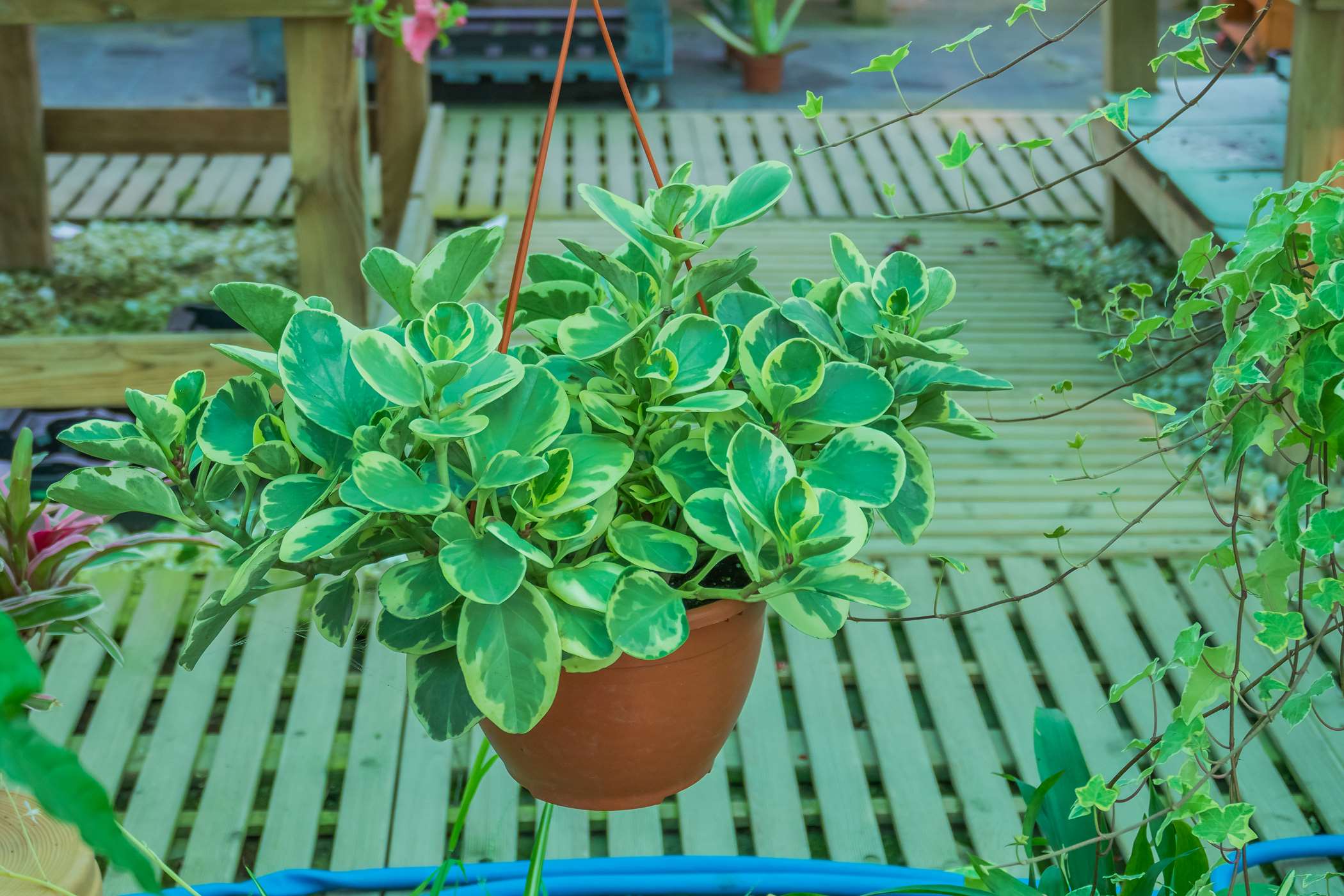 Zdjęcia peperomii tępolistnej 'variegata' - 4 fotografie