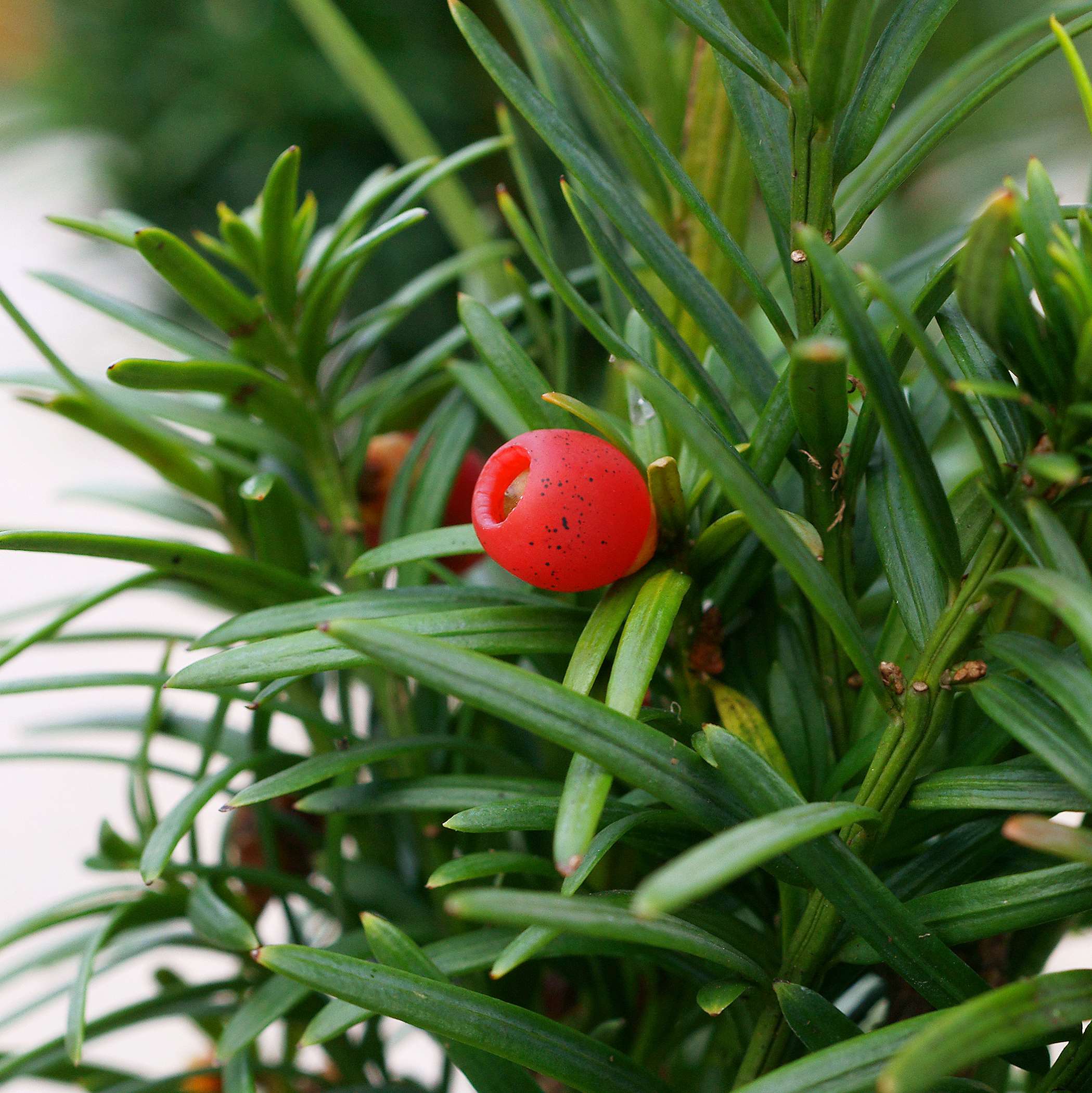 Zdjęcia cisa kolumnowego - 5 fotografii