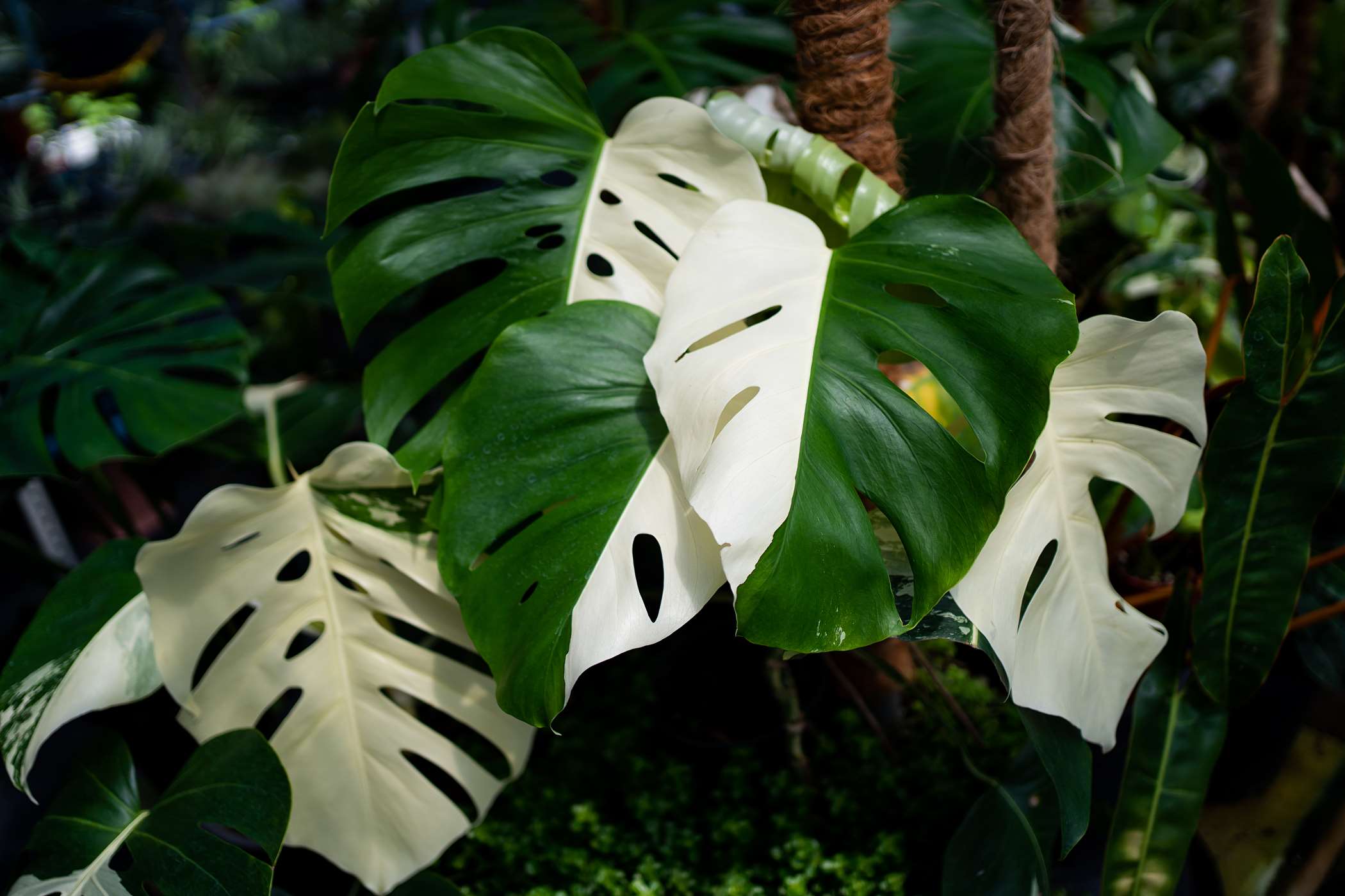 Monstera Dziurawa Variegata Katalog Ro Lin