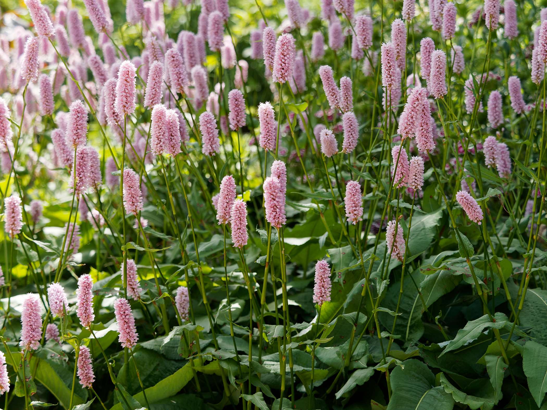 Zdjęcia rdestu wężownika - 5 fotografii